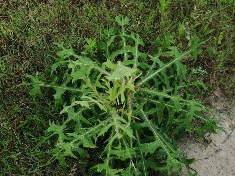 没有什么头发是四年掉不完的