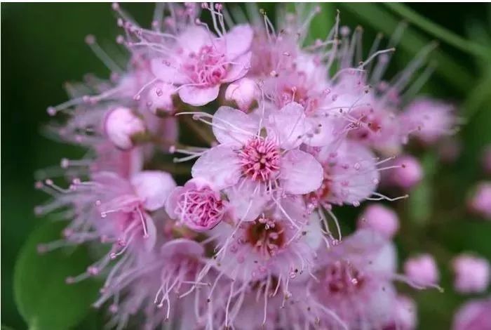 千叶蓍花朵柳兰花野生黄芪迎春花驴蹄草花野韭菜花柳穿鱼花野百合花开