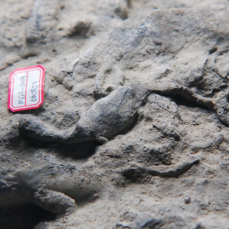 罕见蜥蜴化石现世收藏价值究竟有多高