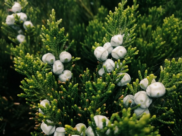 麦芒8开箱上手精致外观超广角ai三摄