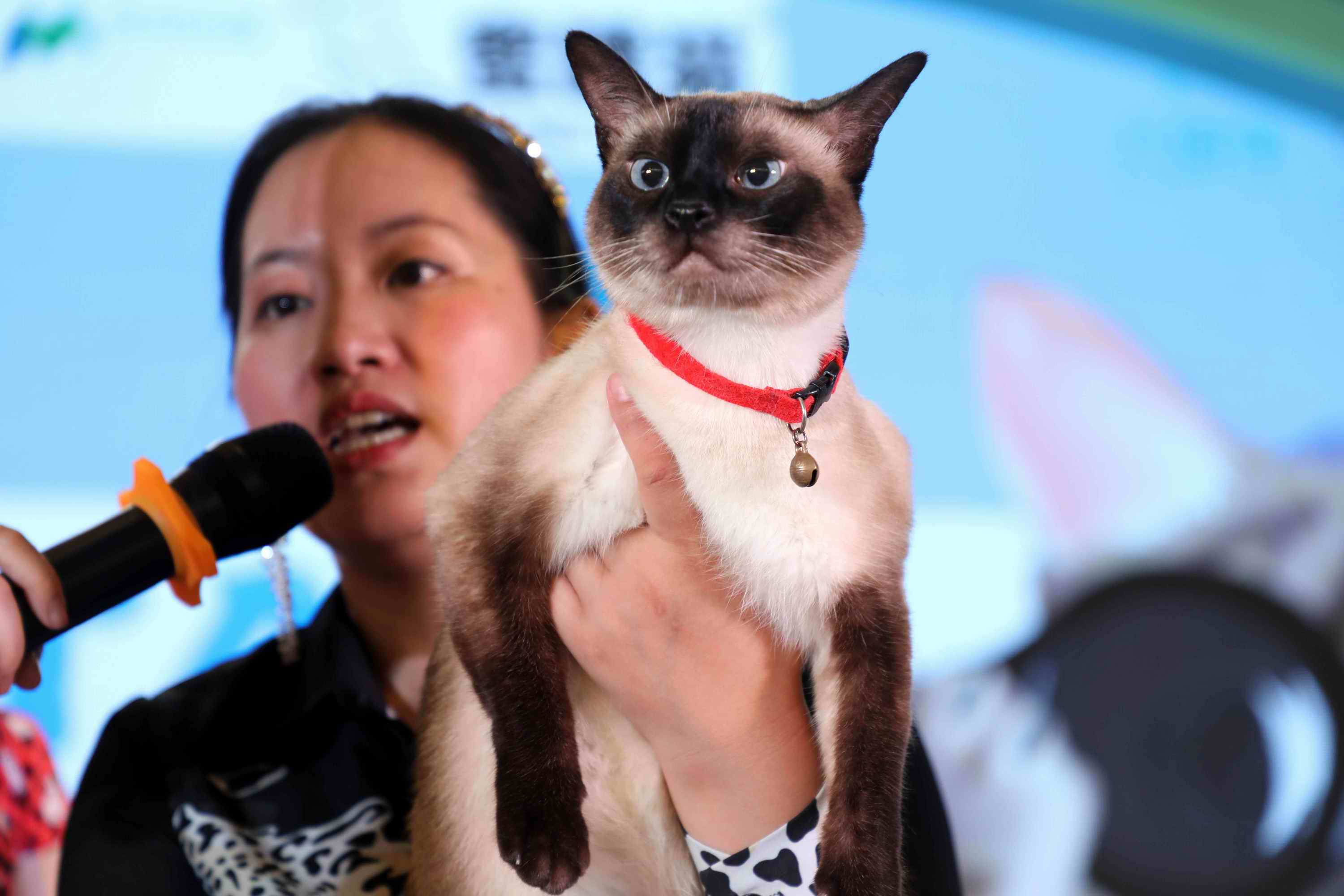 安徽芜湖举办猫咪选美大赛,一只身价2万5千元的猫宝惊艳亮相_比赛