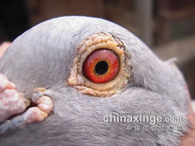 专访2019年上海市千公里总冠军姚雪中