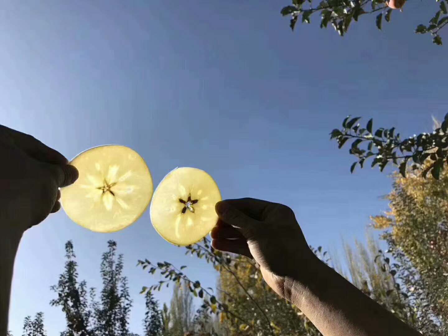 独特的品质,特别是冰糖心苹果,更是传统育苗与现代科技培育出的结晶