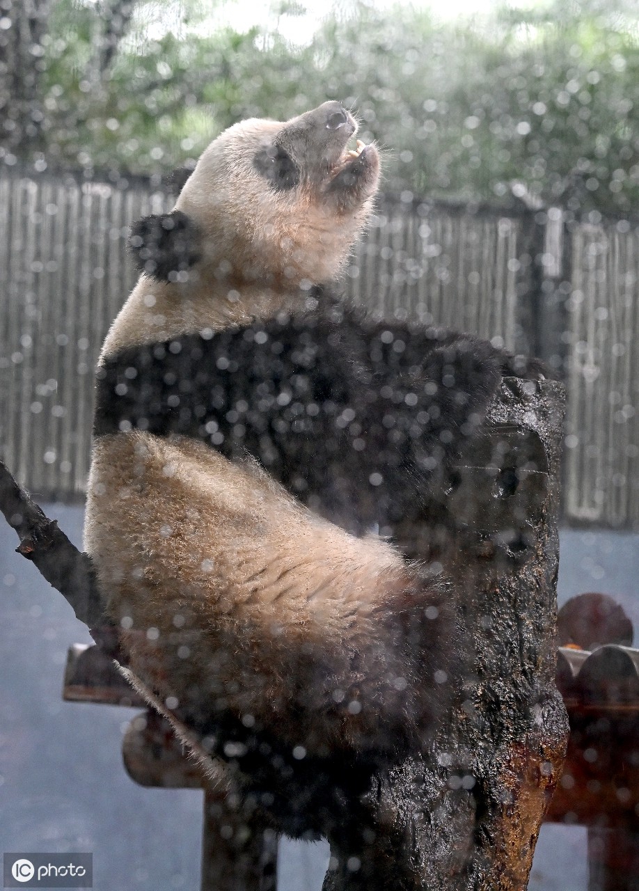 2019年6月10日大熊猫幼仔山珊在雨中嬉戏