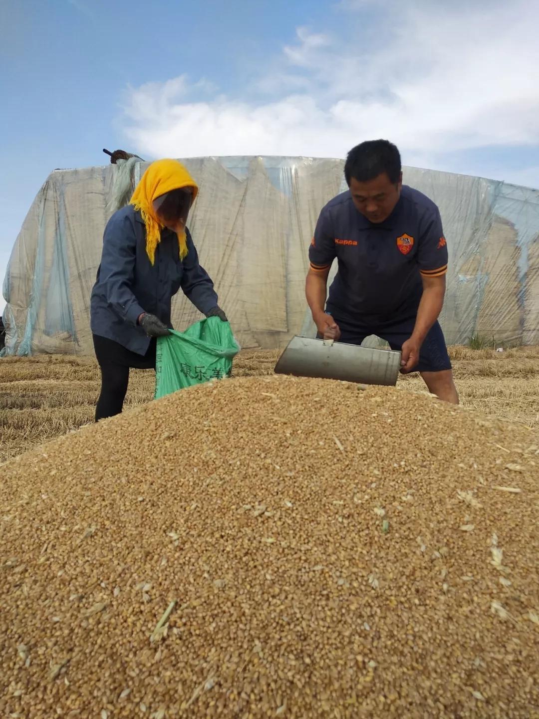 收麦的季节又到了济宁农村开始收麦几幅实拍图看完后多少人想家了
