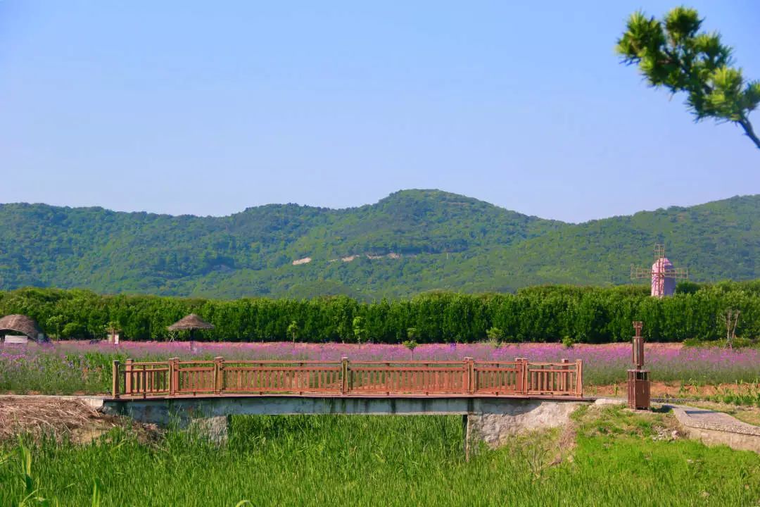 美不自知的塔湾金沙堪比东南亚的碧蓝大海和浪漫的紫色花海这里都有