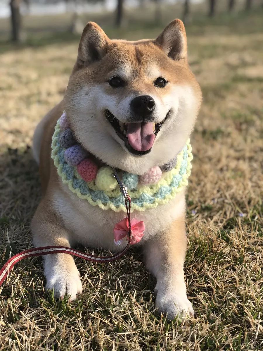 又想骗我养狗日本这只柴犬靠蠢萌吸粉100多万是狗生赢家了