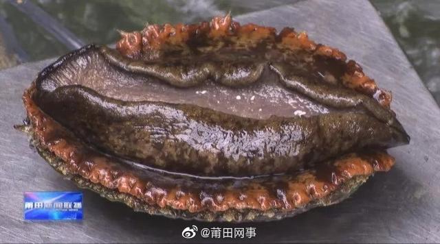 鲜活鲍鱼市场的新动向