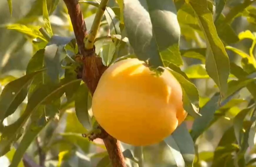 砚山维摩群众致富的金果子6亩黄金蜜桃最少3万元的收入