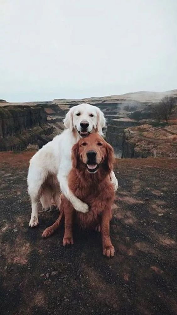 当宠物爱上了旅行画风萌哭了全世界