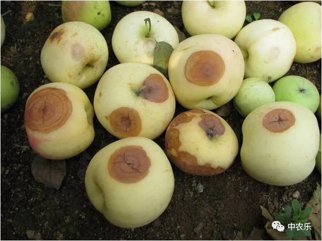 苹果轮纹病危害有特征用药防治莫轻心