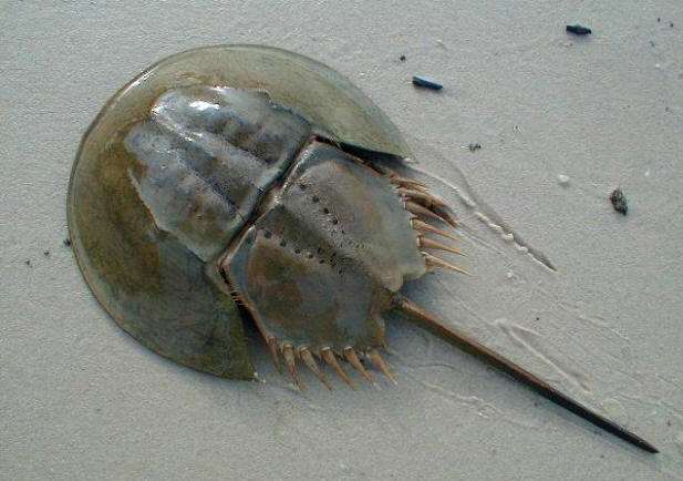 世上最古老的活化石生物血液十分特殊自愈能力极强至今仍存活