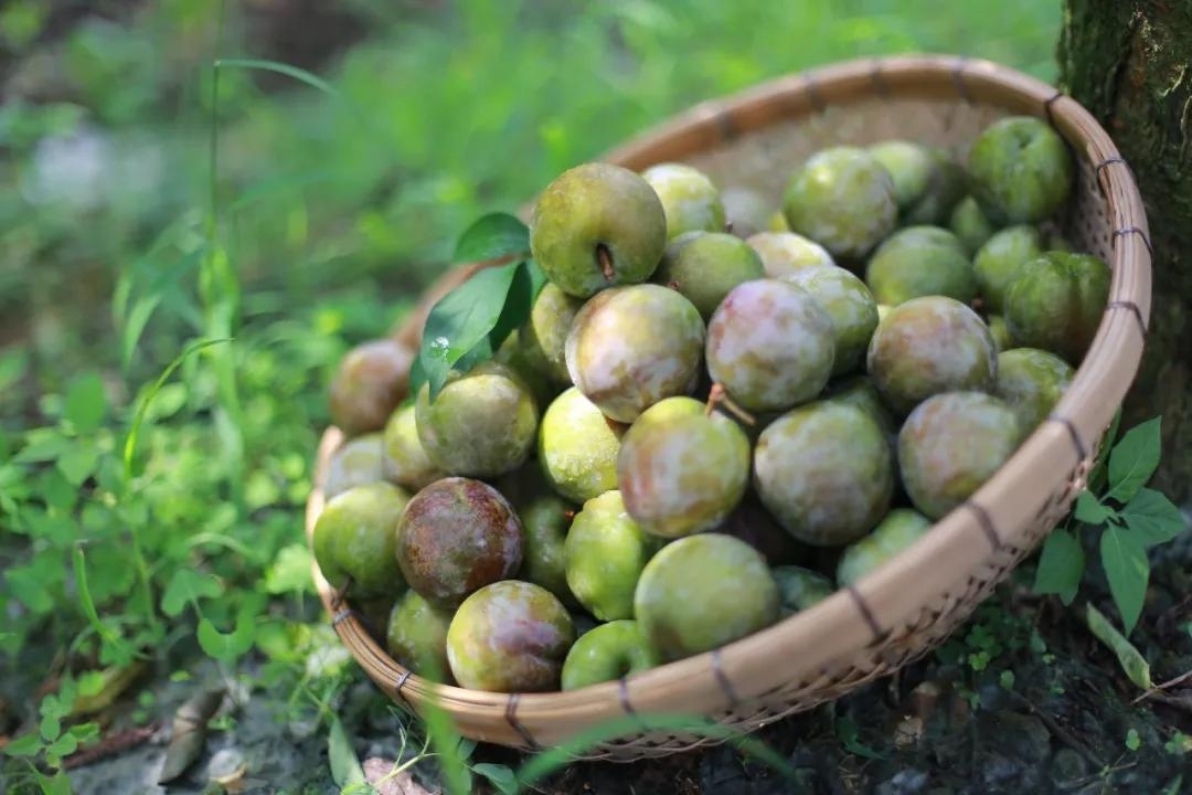 又至三华李熟时!2019广东韶关翁源三华李节开幕