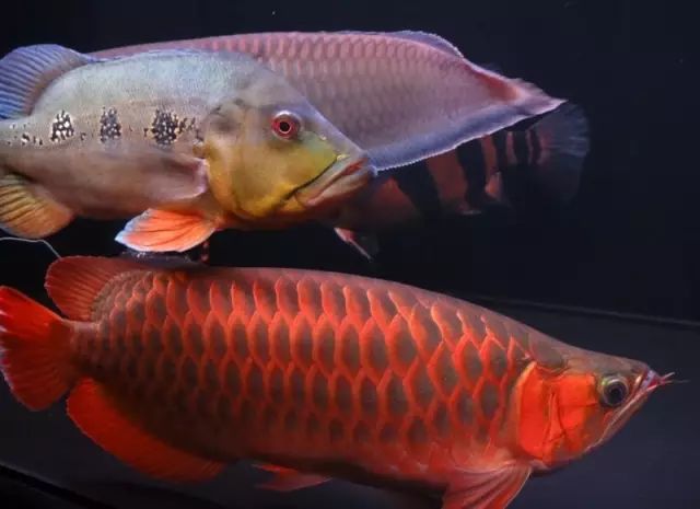 又被世人看作龙的化身,具有镇宅辟邪,招财进宝的好处,更有龙鱼跳缸以