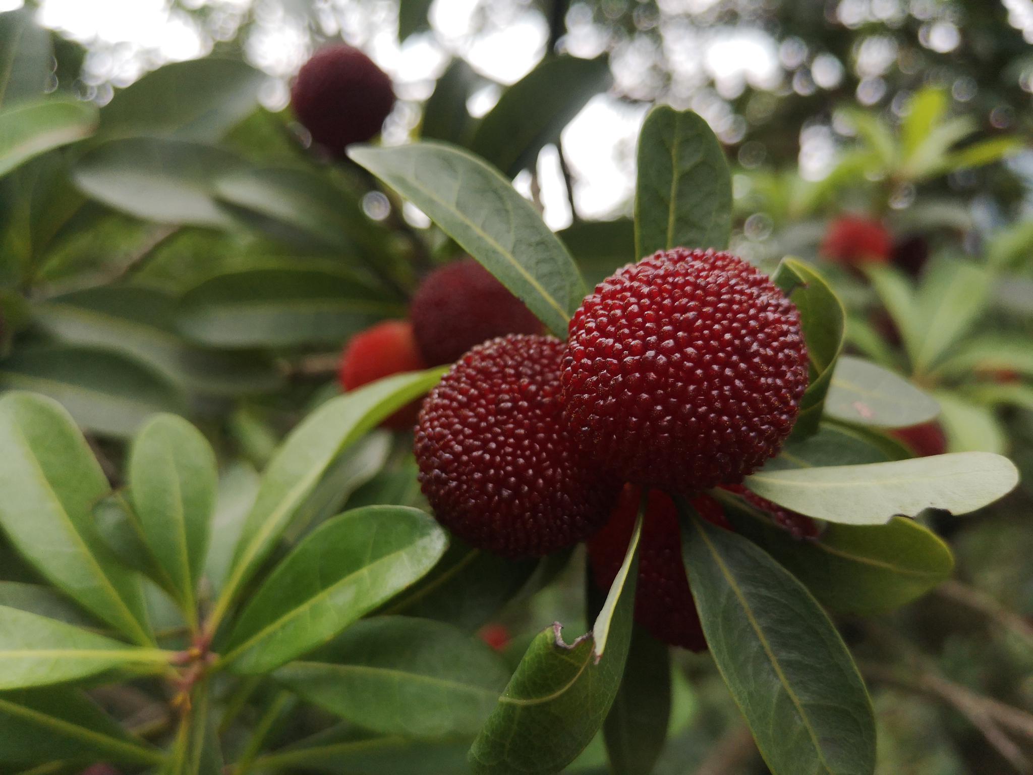 浙江最大的杨梅基地仙居杨梅上市了订购从速错过再等一年