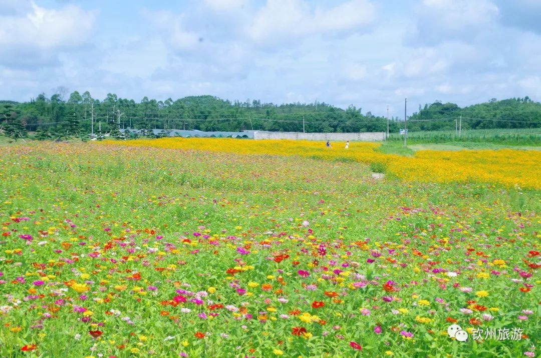 北部湾花卉小镇图片