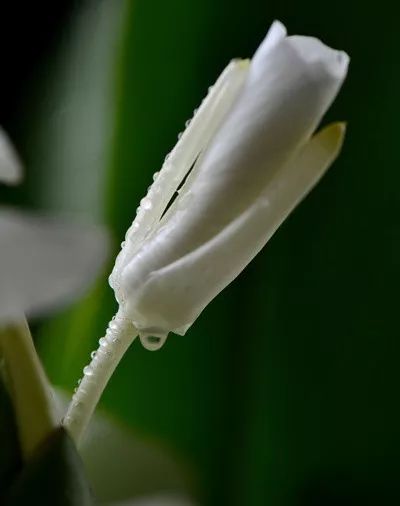 南花解热解郁因为它气机清灵啊