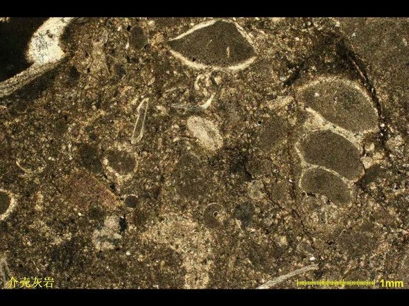 介壳灰岩