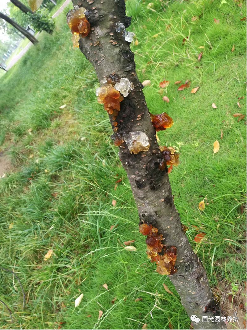 国光微讲堂园林植物流胶病的发生及防控技术
