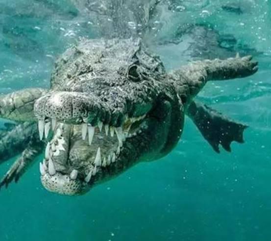 《方舟生存进化》恐鳄不仅有情侣座,还能虐翻巨齿鲨和沧龙