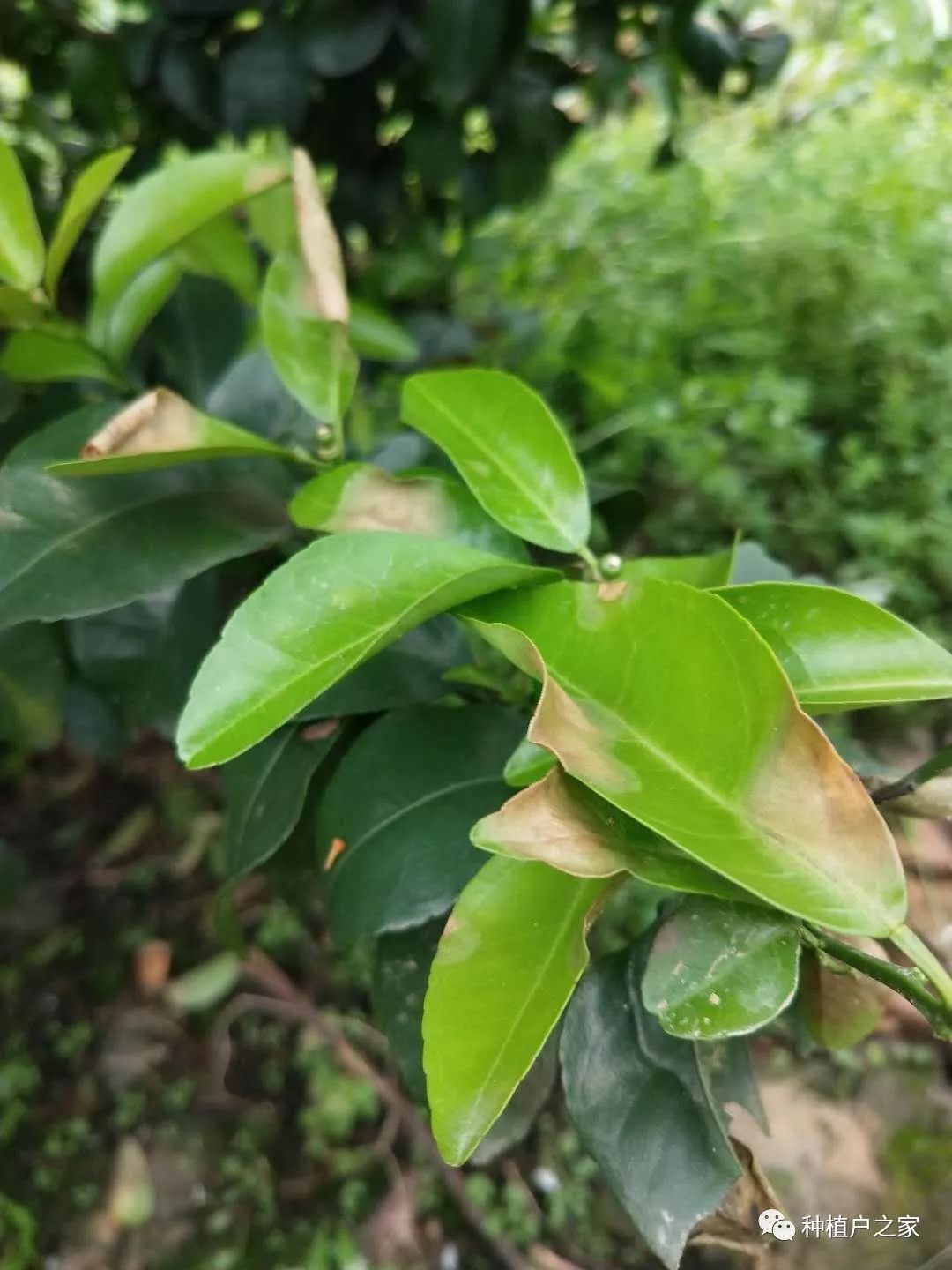 接连暴雨警惕柑桔炭疽病易爆发