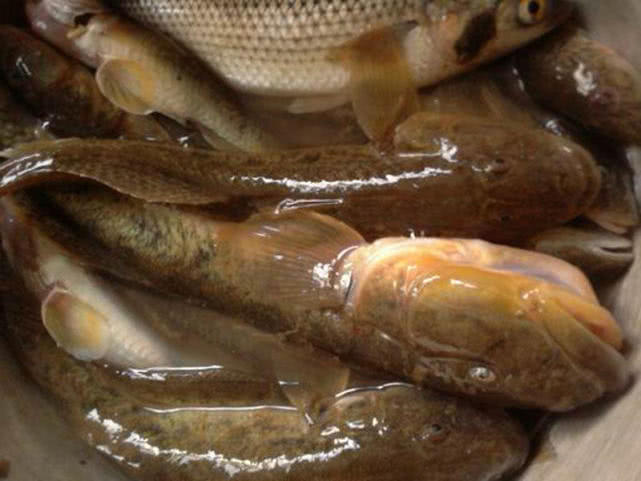 原创盐沟里钓"光鱼",体形似胡萝卜,有点虎头蛇尾的感觉