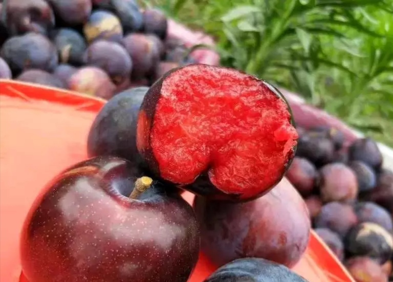 美国杏李味王李子苗品种简介味王李子苗品种特性