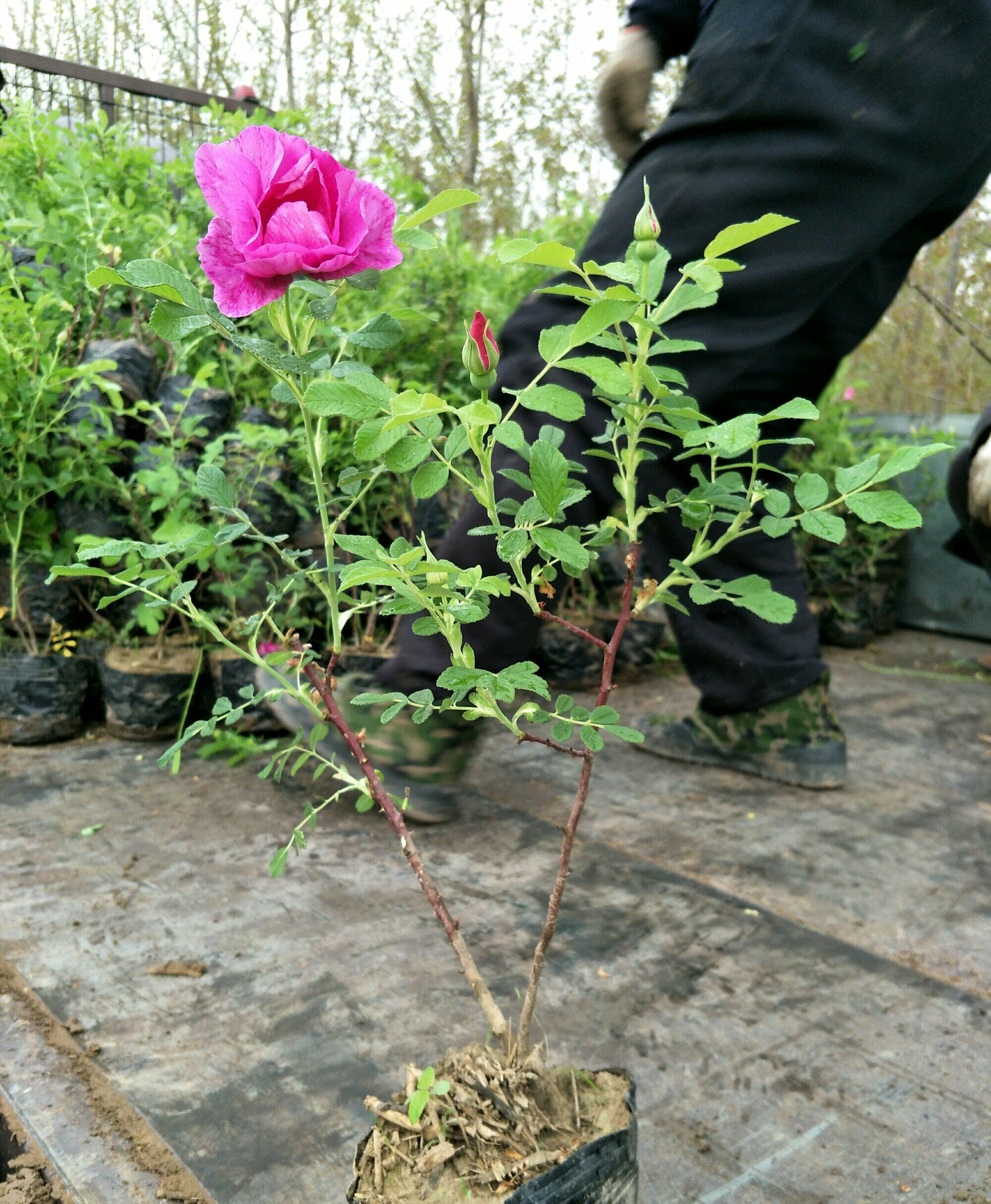 怎样种植玫瑰花盆栽(怎样种植玫瑰花盆栽视频)