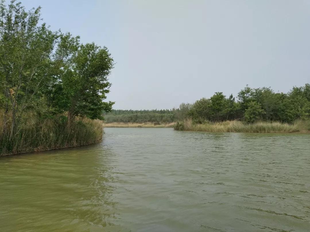 江北水城马颊河的夏天诚邀每一个人常回家看看