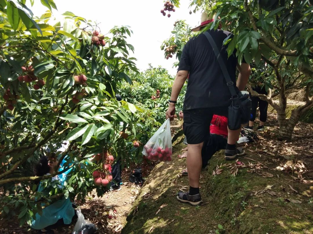 经过一个多小时的采摘,大家手捧沉甸甸的"战利品",品尝荔枝的甜蜜