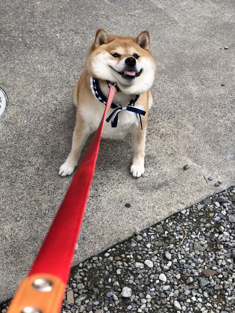 又想騙我養狗日本這隻柴犬靠蠢萌吸粉100多萬是狗生贏家了