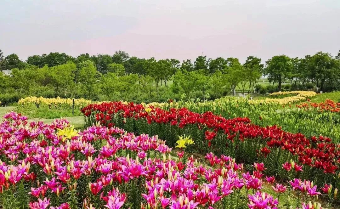 东海西双湖百合园正式开放即将进入盛花期还是免费的