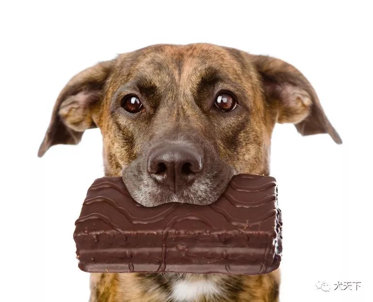 巧克力狗狗不应触碰的美食如果你的狗吃巧克力了怎么办