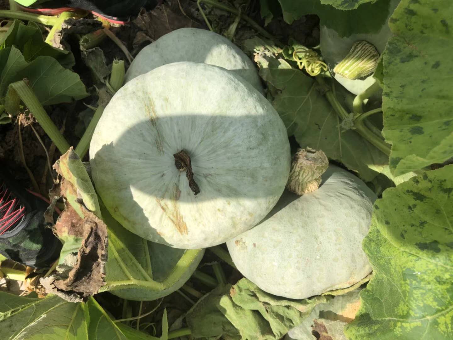 新疆板栗南瓜:栗子味,天然好味道