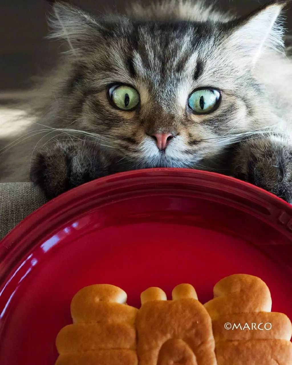 这渴望的小眼神是看到好吃的东西时的你了