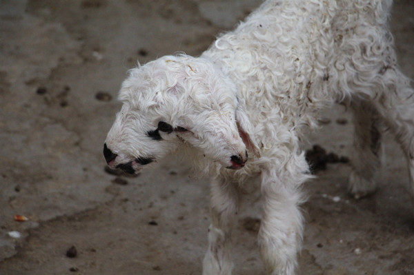 准格尔旗出现一只"双头羊"