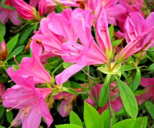 素材丨锦绣杜鹃