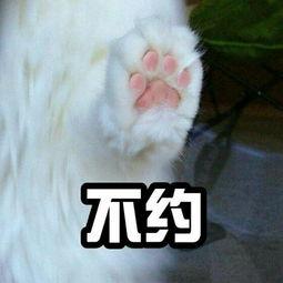猫爪子牵手表情包牵手成功