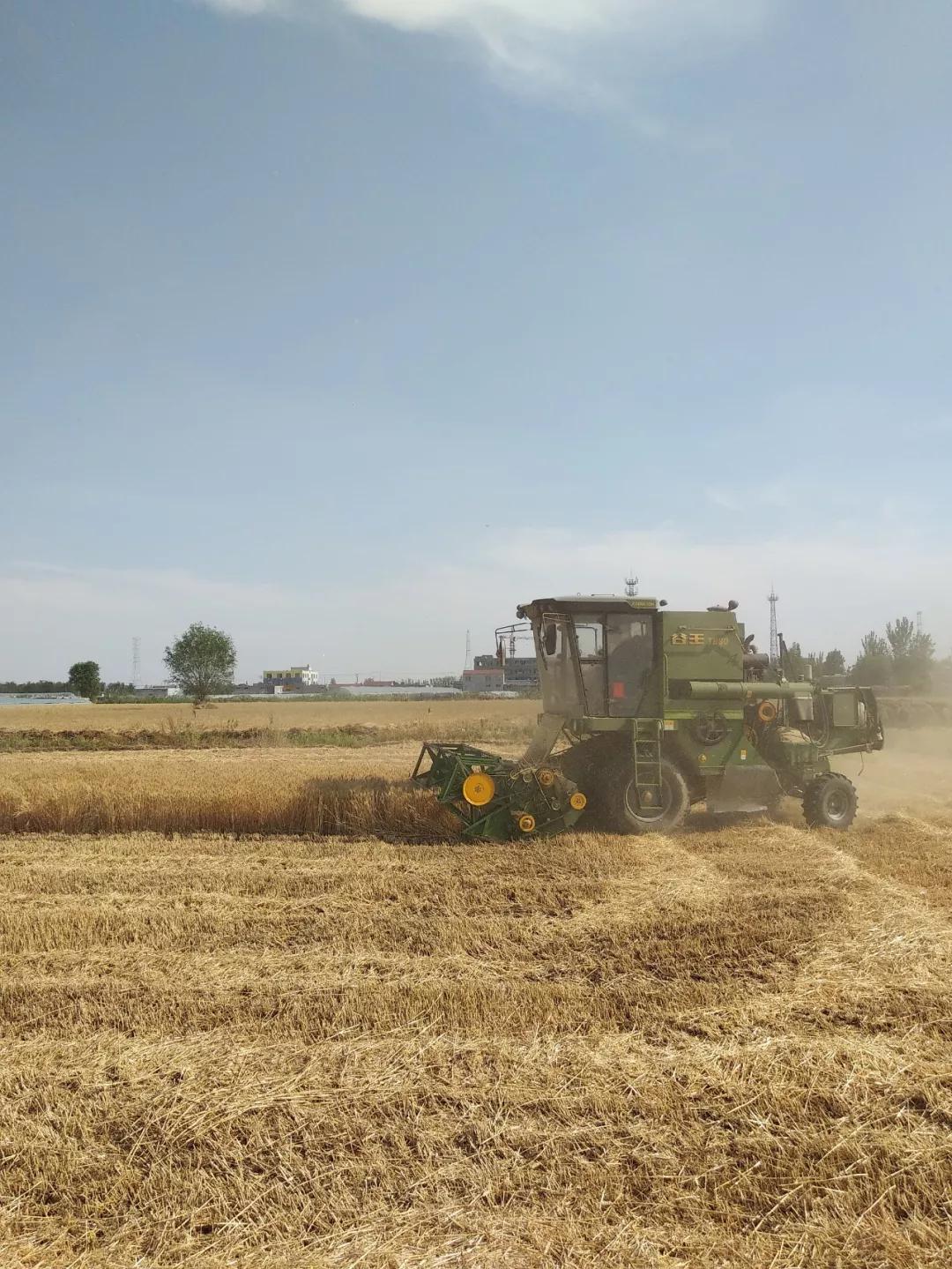 收麦的季节又到了济宁农村开始收麦几幅实拍图看完后多少人想家了