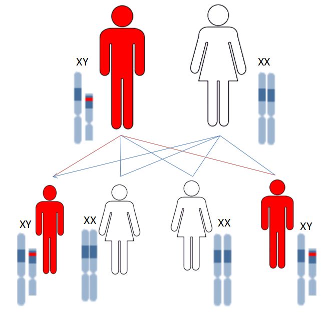 告诉你一个遗传的秘密(二)科普遗传性疾病的前世今生_染色体