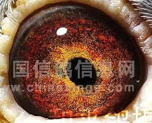 图集神秘的鸽眼黑斑
