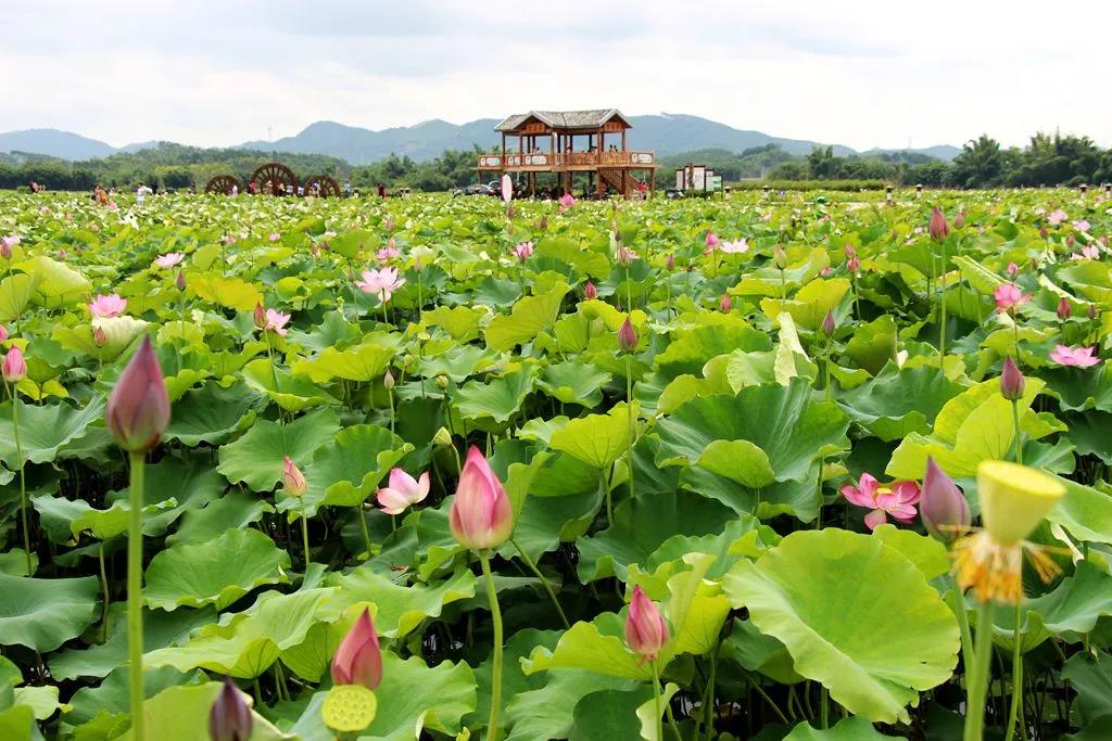 中渡千亩荷园荷花宴6月15日开宴