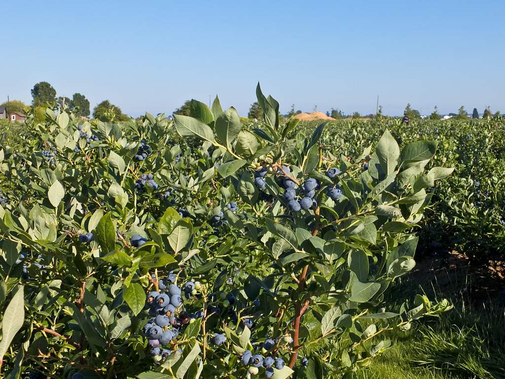 加拿大风情:你没见过的蓝莓庄园!