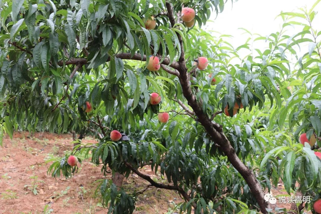 水蜜桃长在哪里图片