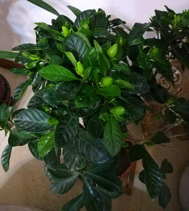 养栀子花,浇水,配土做好,比养绿萝简单,花大味香,开成花树