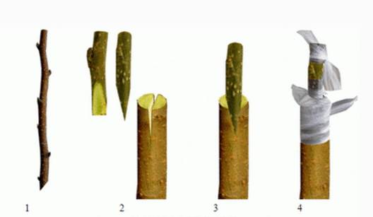 苗木嫁接有很多種方法下面介紹六種具有代表性的嫁接方法供大家參考