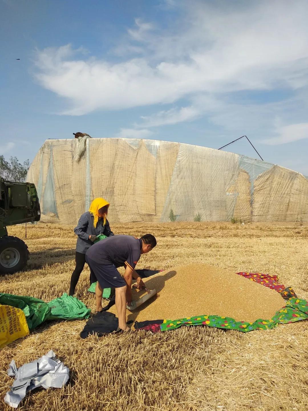 收麦的季节又到了济宁农村开始收麦几幅实拍图看完后多少人想家了