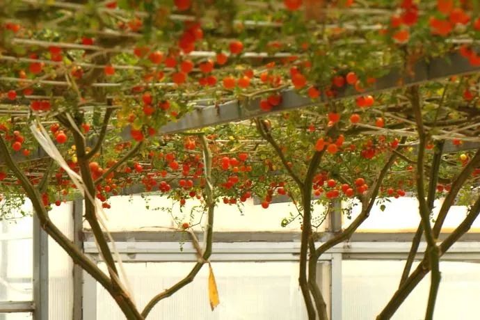 番茄长成参天大树坐果数能达到1万个
