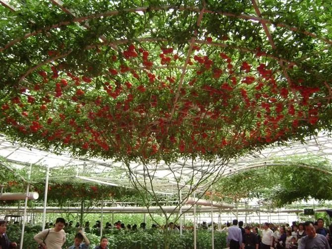 番茄长成参天大树坐果数能达到1万个