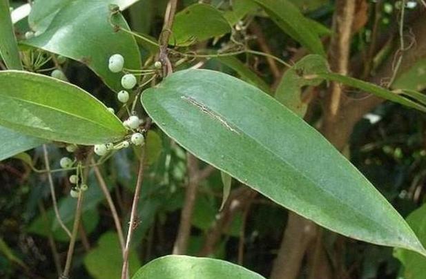 而土茯苓还有一个非常强大的作用那就是解梅毒,早在《本草纲目》上就